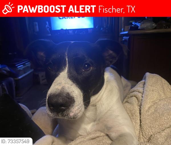 Lost Male Dog last seen Mail Route Rd, Fischer, TX 78623