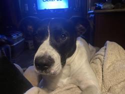 Lost Male Dog last seen Mail Route Rd, Fischer, TX 78623