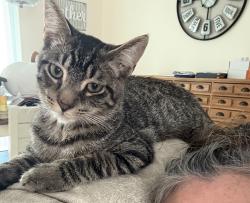 Lost Male Cat last seen Desoto Park area, Satellite Beach, FL 32937