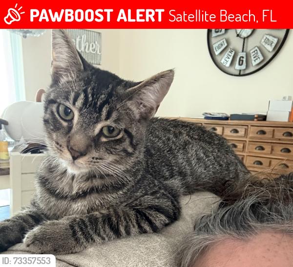 Lost Male Cat last seen Desoto Park area, Satellite Beach, FL 32937
