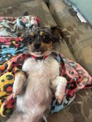 Lost Female Dog last seen Sweeney, El Dorado County, CA 95684