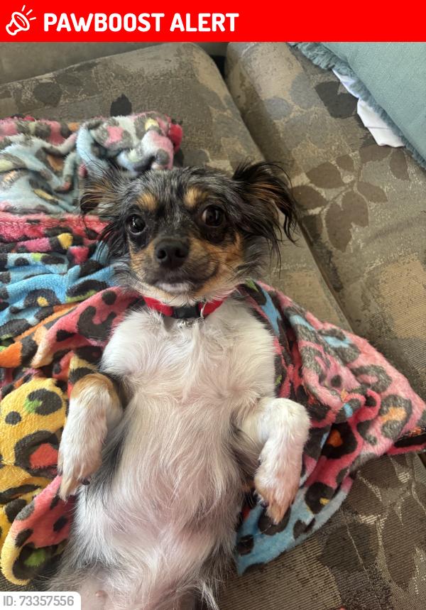 Lost Female Dog last seen Sweeney, El Dorado County, CA 95684