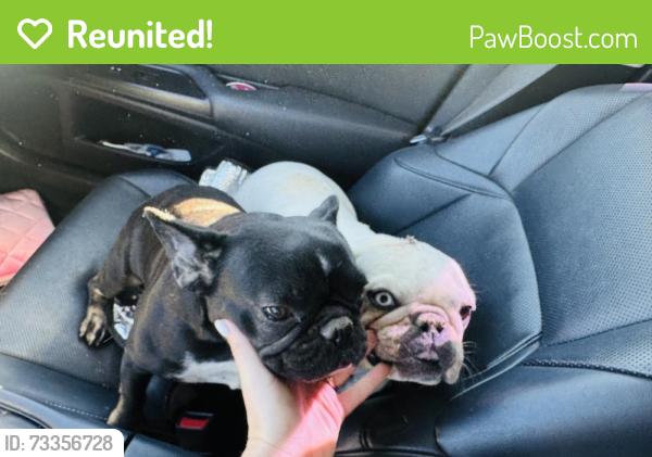 Reunited Female Dog last seen Rancho vista area, Palmdale, CA 93551