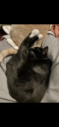 Lost Female Cat last seen Kings Pond, Greensboro, NC 27407