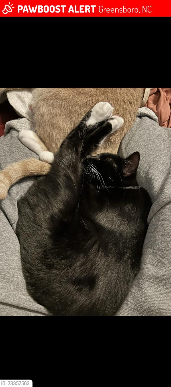 Lost Female Cat last seen Kings Pond, Greensboro, NC 27407