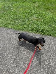 Reunited Male Dog last seen Camden South Capitol apmts, Washington, DC 20003