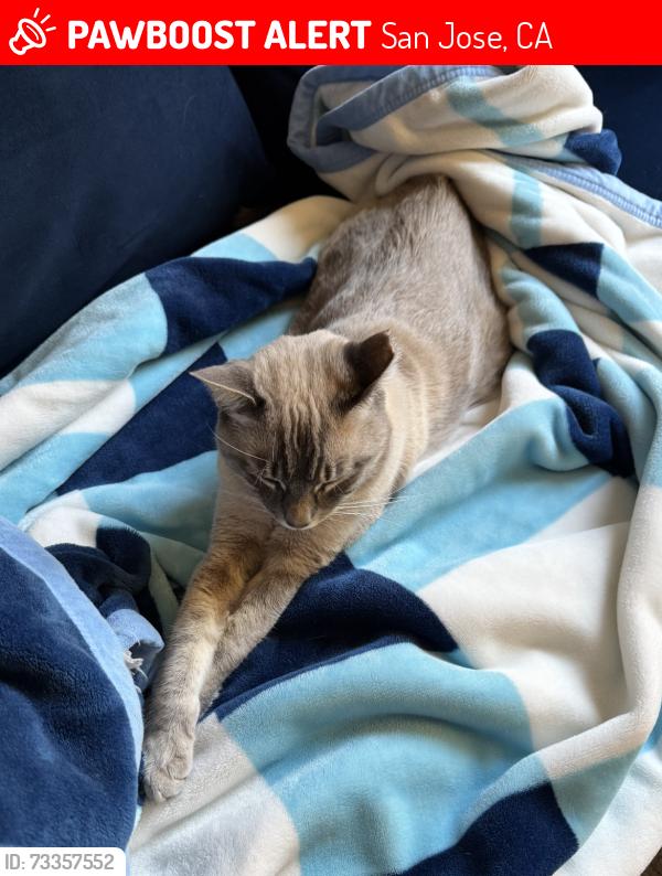 Lost Male Cat last seen The Sonora community, San Jose, CA 95110