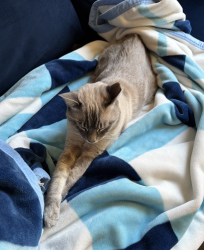 Lost Male Cat last seen The Sonora community, San Jose, CA 95110