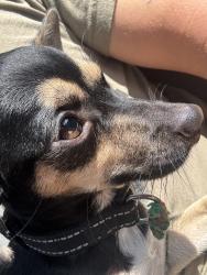 Found/Stray Male Dog last seen Dunwick Lane, Pasadena, TX 77502