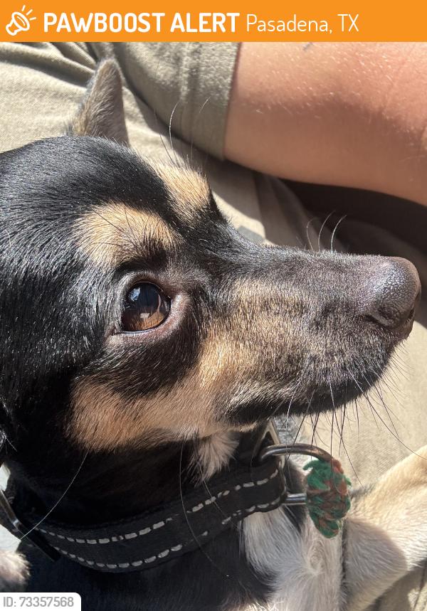 Found/Stray Male Dog last seen Dunwick Lane, Pasadena, TX 77502