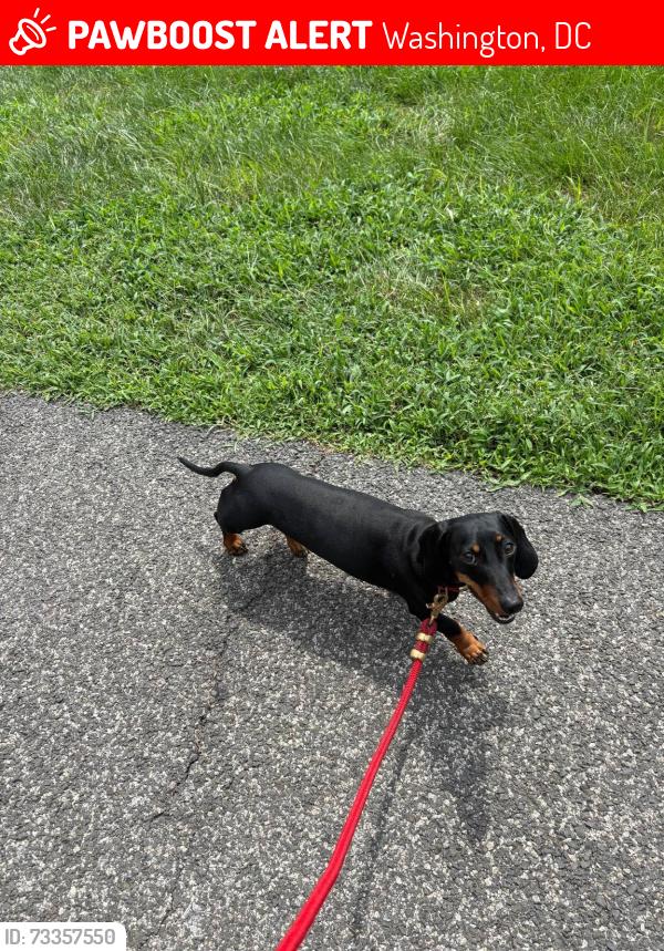 Lost Male Dog last seen Nationals Park, Washington, DC 20003