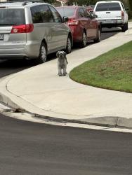 Found/Stray Unknown Dog last seen Kinsale dr, Lake Forest, CA 92630