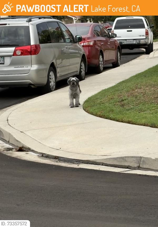 Found/Stray Unknown Dog last seen Kinsale dr, Lake Forest, CA 92630