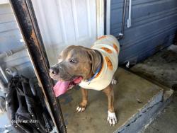 Found/Stray Male Dog last seen Kirk, San Antonio, TX 78226