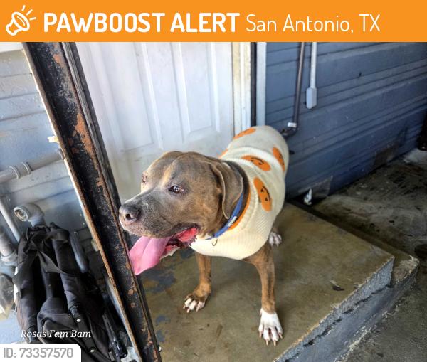Found/Stray Male Dog last seen Kirk, San Antonio, TX 78226