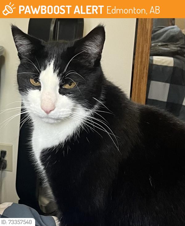 Found/Stray Male Cat last seen 111Ave, Edmonton, AB 
