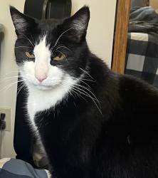 Found/Stray Male Cat last seen 111Ave, Edmonton, AB 