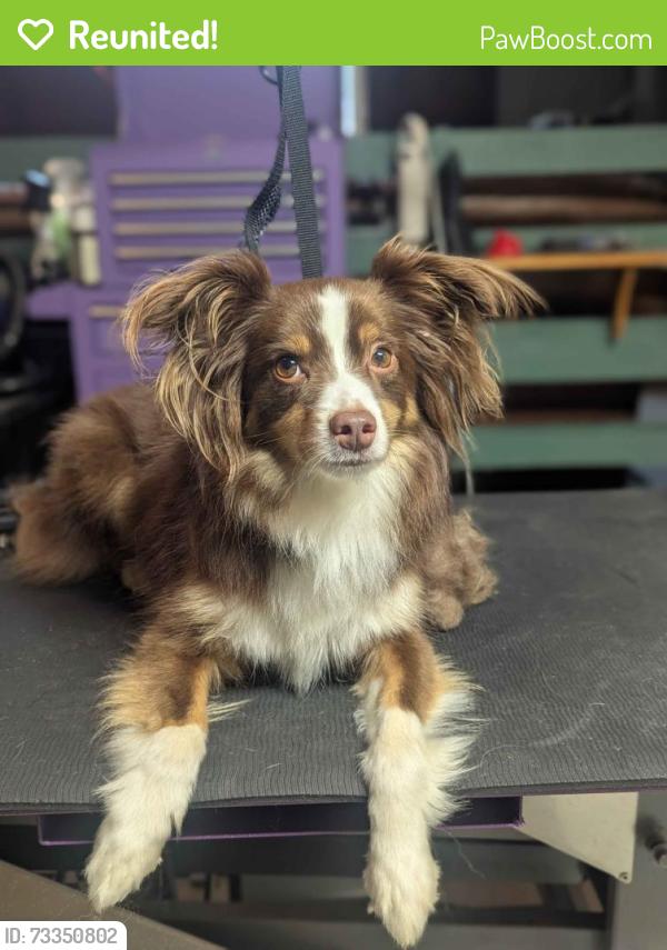 Reunited Male Dog last seen Drake University, Des Moines, IA 50311