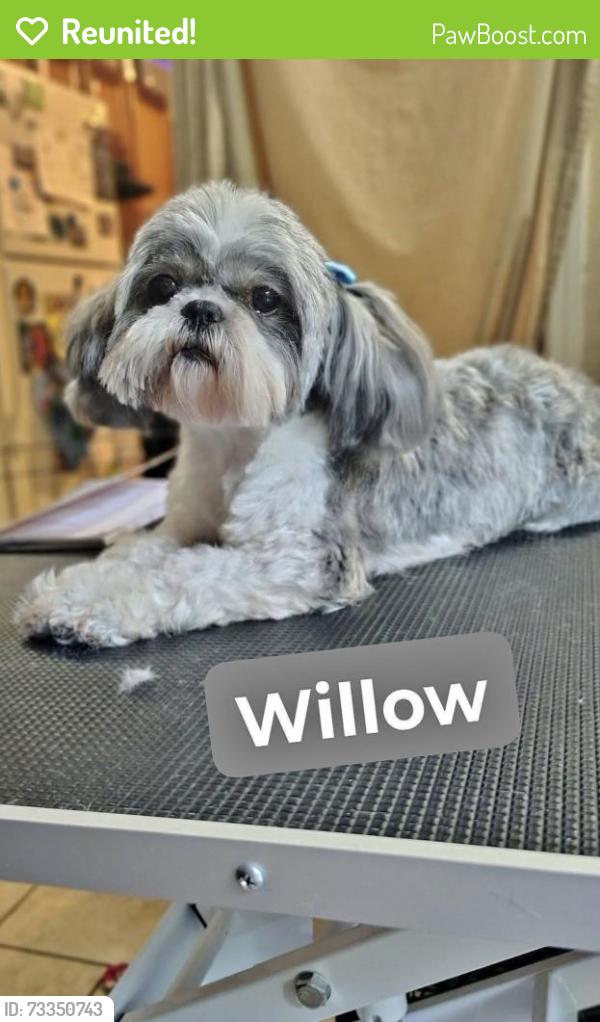 Reunited Female Dog last seen Desoto Village, Horn Lake, MS 38637