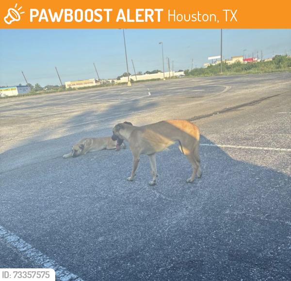 Found/Stray Male Dog last seen Almeda mall, Houston, TX 77089