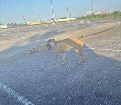 Found/Stray Male Dog last seen Almeda mall, Houston, TX 77089