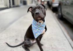 Found/Stray Male Dog last seen New york, New York, NY 10007