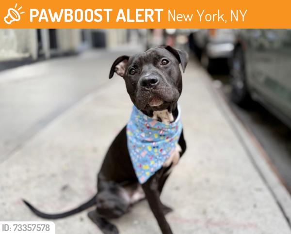 Found/Stray Male Dog last seen New york, New York, NY 10007