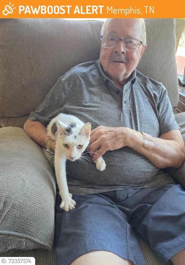 Found/Stray Female Cat last seen Perkins and Sequoia, Memphis, TN 38117
