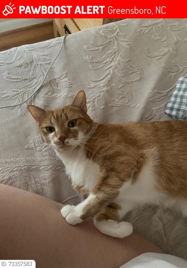 Lost Male Cat last seen Guilford college woods, Greensboro, NC 27410