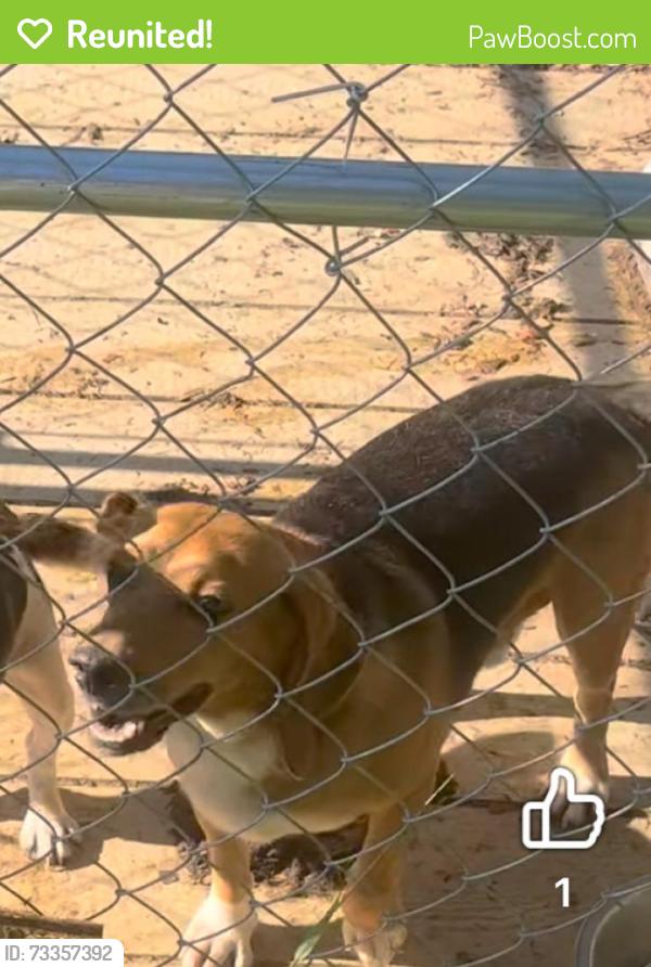 Reunited Male Dog last seen Spotsylvania Courthouse, VA, USA, Spotsylvania Courthouse, VA 22407