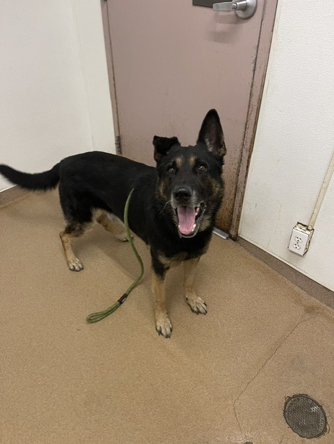 Shelter Stray Male Dog last seen F ST 6, 16 Barnes Ct, Hayward, CA 94544, USA