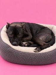 Shelter Stray Female Dog last seen LAS, 3599 NW 79th Ave, Doral, FL 33122, USA