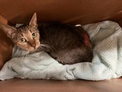 Shelter Stray Female Cat last seen Near BLOCK NW 79 AVE, 3599 NW 79th Ave, Doral, FL 33122, USA