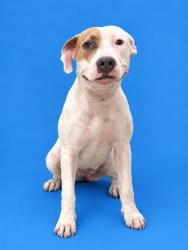 Shelter Stray Female Dog last seen LAS (LEFT AT PETCO), 3599 NW 79th Ave, Doral, FL 33122, USA