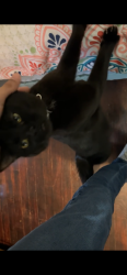 Lost Female Cat last seen N Delia st, Ludington, MI 49431