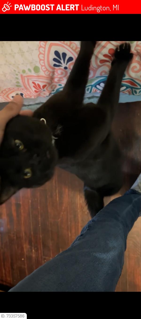 Lost Female Cat last seen N Delia st, Ludington, MI 49431