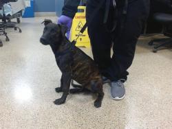 Shelter Stray Female Dog last seen Near BLOCK SW 292 ST, 3599 NW 79th Ave, Doral, FL 33122, USA