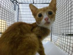 Shelter Stray Male Cat last seen Near BLOCK SW 17 ST, 3599 NW 79th Ave, Doral, FL 33122, USA