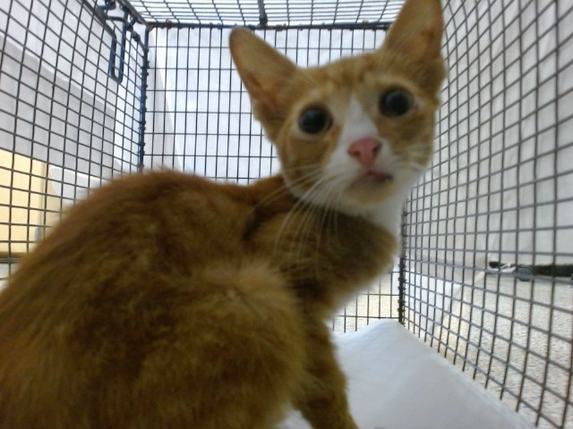 Shelter Stray Male Cat last seen Near BLOCK SW 17 ST, 3599 NW 79th Ave, Doral, FL 33122, USA