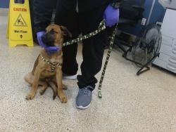 Shelter Stray Male Dog last seen Near BLOCK SW 292 ST, 3599 NW 79th Ave, Doral, FL 33122, USA