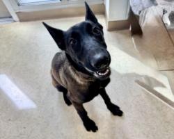 Shelter Stray Female Dog last seen , 957 N Gaffey St, San Pedro, CA 90731, USA