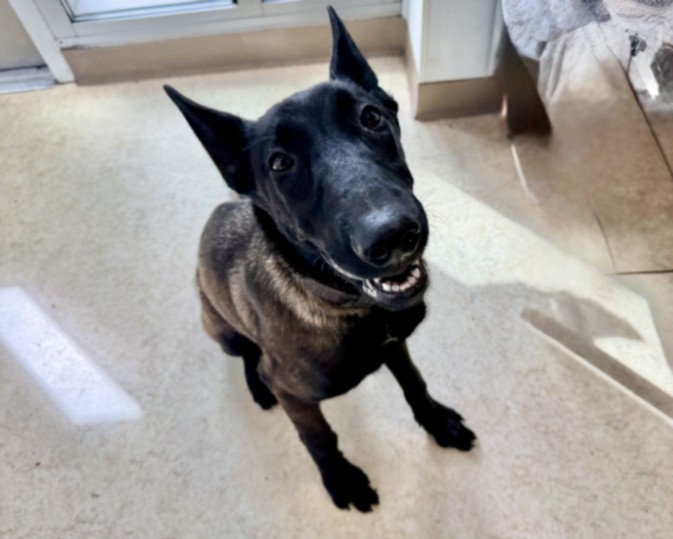 Shelter Stray Female Dog last seen , 957 N Gaffey St, San Pedro, CA 90731, USA
