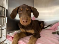 Shelter Stray Male Dog last seen , 957 N Gaffey St, San Pedro, CA 90731, USA