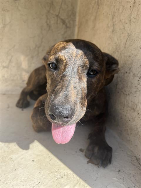 Shelter Stray Female Dog last seen Near BLOCK NE 30TH ST, OKLAHOMA CITY OK 73111, 2811 SE 29th St, Oklahoma City, OK 73129, USA