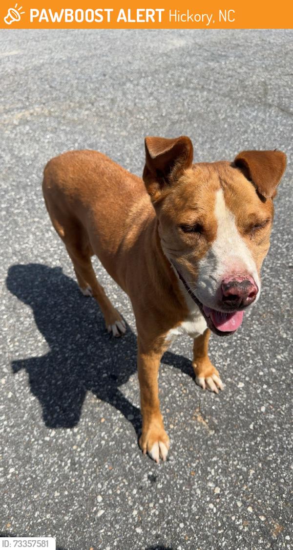 Found/Stray Male Dog last seen Vanguard Furniture, Hickory, NC 28613