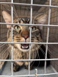 Shelter Stray Male Cat last seen Near BLOCK SE 53RD ST, OKLAHOMA CITY OK 73135, 2811 SE 29th St, Oklahoma City, OK 73129, USA