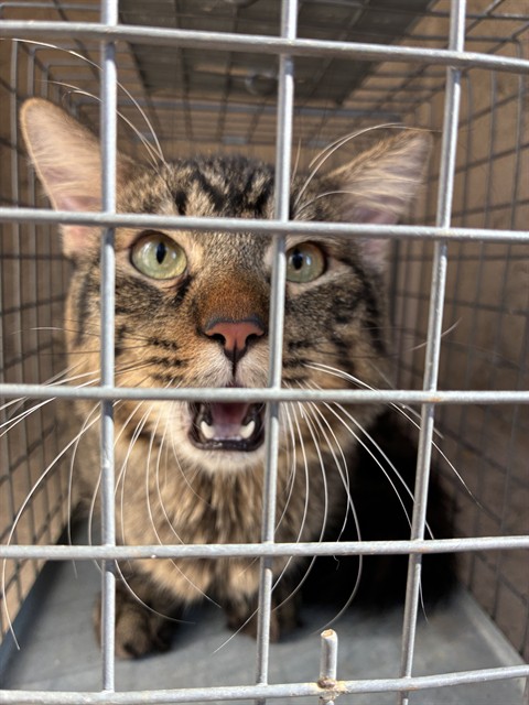Shelter Stray Male Cat last seen Near BLOCK SE 53RD ST, OKLAHOMA CITY OK 73135, 2811 SE 29th St, Oklahoma City, OK 73129, USA