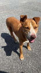 Found/Stray Male Dog last seen Vanguard Furniture, Hickory, NC 28613