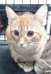 Shelter Stray Male Cat last seen ABANDONED AT OKC AW, 2811 SE 29th St, Oklahoma City, OK 73129, USA