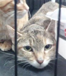 Shelter Stray Unknown Cat last seen ABANDONED AT OKC AW, 2811 SE 29th St, Oklahoma City, OK 73129, USA
